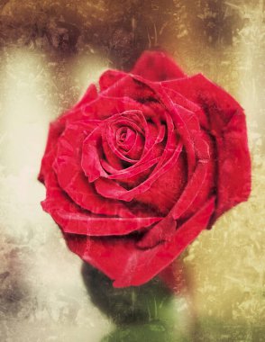 Grunge efektli kırmızı gül, resim. Klasik çiçek, çiçek açan renkli retro tek bir kırmızı gül.