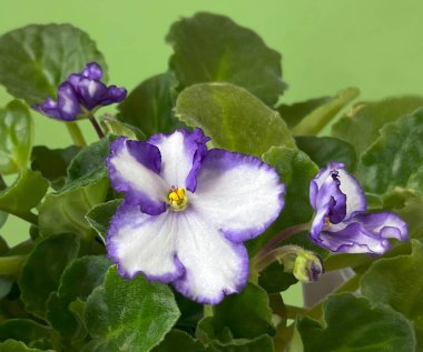 İbne gibi Afrika oda menekşesi. Çiçek motifi, yapraklı menekşe ve yeşil arka plan.