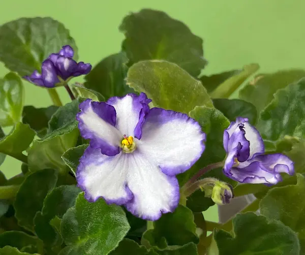 Pansy-like African room violet. Floral motif, violet with leaves and green background.