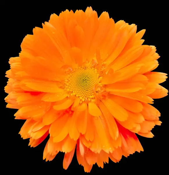 Garden marigold, an orange medicinal flower. Single object fresh full-flowered marigold, frontal composition, black isolated.