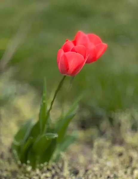 花园里的红色郁金香 春天的鳞茎 红色的季节郁金香在草地上 Dof — 图库照片