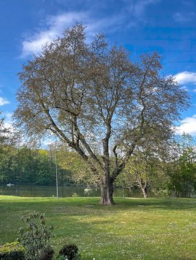 Bir bahar şatosu büyümüş bir ağaç. Kale parkında, arka planda gölet olan bir çayırdaki bir anıt ağacı...