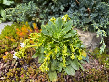 White Lewisia cotyledon (S. Watson) Fleshy succulent garden rockrose with buds in a bed between rockroses. clipart