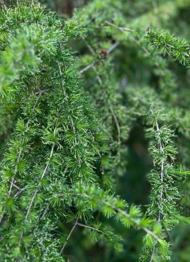 Japanese larch - Larix kaempferi Pendula. Spring overhanging Japanese larch bush with needles in devilish green. Background. clipart