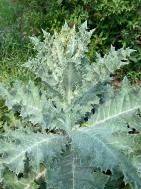 Herb Milk devedikeni - Silybum marianum. Bitkinin sütü olan Bakire Meryem 'den türetilmiş bir isim. Süt devedikeni, Asteraceae familyasından yıllık veya iki yıllık bir bitki türü..