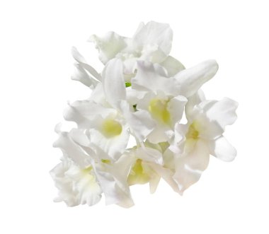 Fres orkidesi, Dendrobium Nobile bambu orkidesi, ayrıca Dendrobium orkidesi olarak da bilinir, üzüm benzeri orkide. Sarı merkezli bir sürü beyaz orkide çiçeği. Fotoğraf beyaz izole bir arka planda..