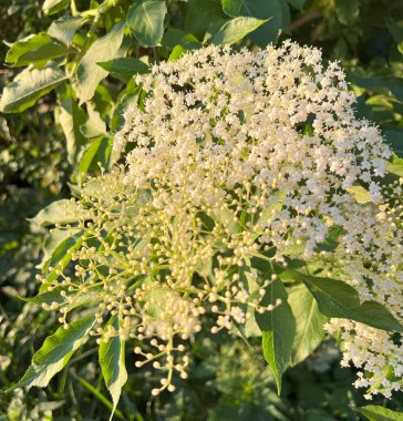 Siyah (Sambucus nigra) yaprak döken çalılar olmadan. Siyahi yaşlıların ilaç, eczane ve gıda endüstrisinde geniş bir kullanım alanı vardır. Arkaplan.
