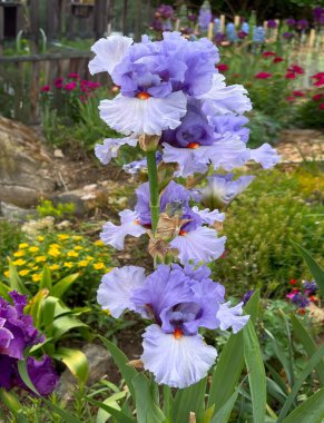 Iris Barbata 'nın Prensesi Caroline De Monaco' nun büyük çiçekli bahçe zambağı. Bahçede çiçek karışımı. Yaz çiçekli arka plan.