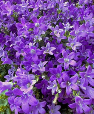 Dalmaçyalı mavi çan çiçekleri, Campanula işaret dili Blueoone. Dikenli, donuk, mor-mavi çanları olan çiçek arkaplanı..