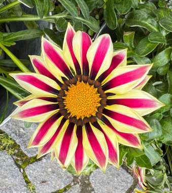 Gazania çiçeği büyük çiçeklerle parlıyor. Sarı-mor varyasyonlu bahçe ve balkon çiçeği, Cultivar splendens.