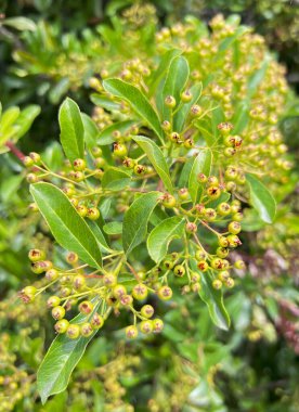 Bahar bitkisi Pyracantha coccinea M.Roem. Dekoratif park ve kentsel çalı, yapraklı dal ve küçük olgun meyveler. Arkaplan.