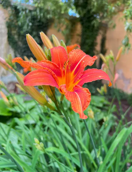 stock image Bunch of orange Lily (Hemerocallis) in a flower bed. Large-flowered daylily, frost-resistant edible delicacy plant, consumption of cooking and raw closed and open daylily flowers, young leaves and tubers.