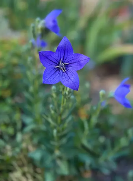 stock image Blue flowers Platycodon large-flowered. Garden flower in the flower bed, medicinal herb mainly roots. Background.