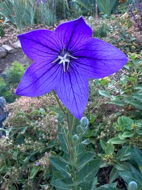Mavi çiçekler. Platycodon büyük çiçekli. Çiçek tarlasında bahçe çiçeği, temel olarak şifalı bitki kökleri. Arkaplan.