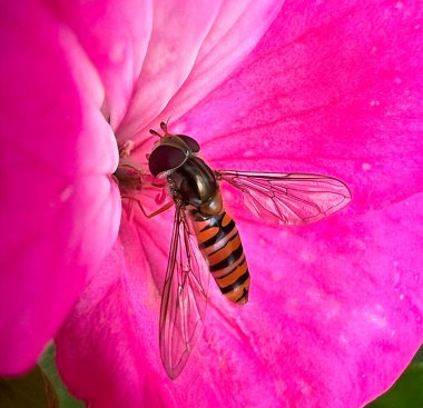 Pollinating Striped Wasp (Episyrphus balteatus) . A small two-winged insect from the family Hymenoptera on a pink pelargonium flower. clipart