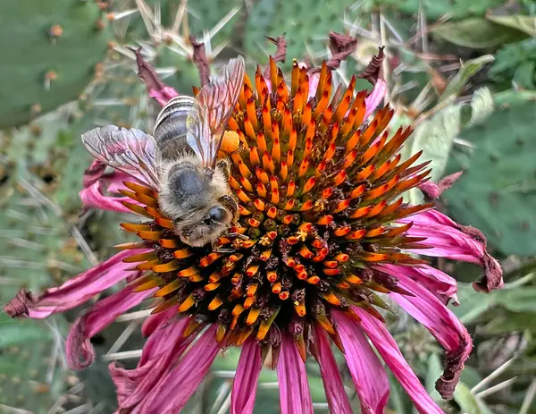 stock image A honey bee with collected nectar at its side. A bee pollinates the pistils of the flower 'Verbesserte Leuchtstern'.