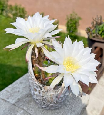 Çiçek açan kaktüsün beyaz çiçekleri. Succulent Echinopsis ancistrophora varyasyon poliyansiistra bahçede çiçek.