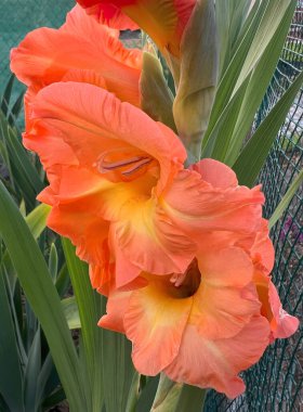 Gladiolus 'un Jessica' sı (Gladiolus) yakın plan çiçekleri. Enfeksiyon portakallı elk gladiolus çiçeği bahçede çiçek açar..