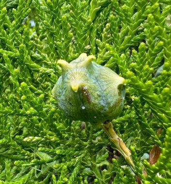 Zerav, eastern thuja Pyramidalis Aurea. Decorative frost-resistant conifer with seed capsule fruit. Platycladus orientalis - Pyramidalis Aurea clipart