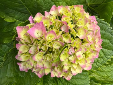 Büyük yapraklı ortanca Freudenstein 'ın güzel çiçeği. Asya 'da yetişen bir bitki olan Ortanca Ortanca Makrofili..