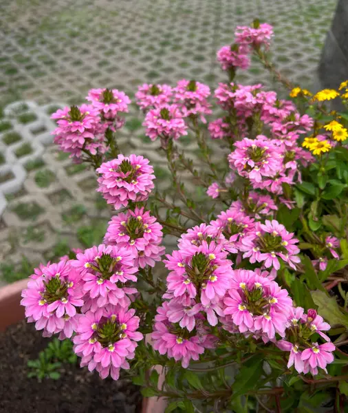 Verbena çiçeği, 'Lanai Çilek ve Krema'. Çiçek açan verbena çiçekleri bir tencerede açık bir bahçede.