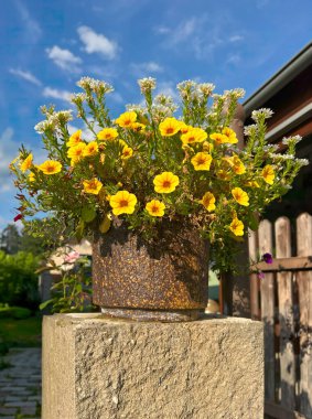 Seramik bir tencerede milyonlar yatıyor. Bir bahçe ülkesinde beyaz verbenalı sarı petunyalar bir gruba hayat veriyor..