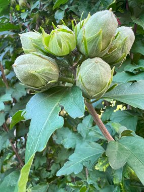 Bir grup Eylül Hibiscus tomurcuğu. Yeşil bahçe çiti, ağaç yapraklı bitki. Ayrıntı.