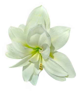Amaryllis Dağı - Blanc Yıldızı - Hippeastrum. Beyaz nesne, beyaz arkaplanda izole edilmiş beyaz nilüfer çiçeği..