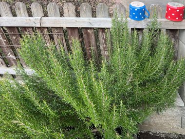 Bitki ve baharat, bahar biberiyesi. Eski çitlerin yanındaki açık havada yetişmiş yeşil çalı bitkisi. Sağlık için çok yönlü bir şifalı bitki ve yemek, et ve balık için bir baharat..