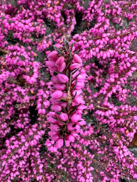 Bahar çiçekli mor funda. Bahçe fundalığından Macro, Erica cinerea, P. S. Patrick.