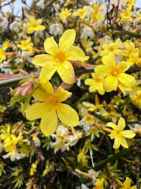 Parlak sarı çiçekli don geçirmez çalılık çıplak yasemin, Jasminum nudiflorum. Yağmurda dekoratif arazi örtüsü, Kasım 'dan Mart' a kadar kar altında bile çiçek açar. Tibet kaynaklı.