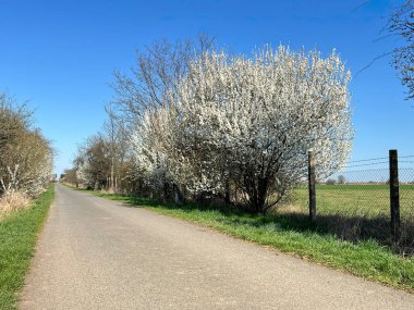 Bahar Mart Çiçek açan yol. Manzarada ağaçlar olan güzel bir yol manzarası. Arka plan, çalılar, yabani kiraz..