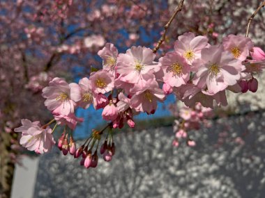 Bahçede güzel kiraz çiçekleri sakura. Şehir parkında mavi gökyüzüne karşı çiçek açan pembe sakura. Arkaplan