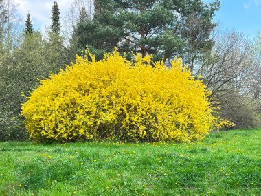 Parktaki güzel çiçekler.