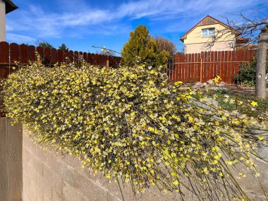 Bahçedeki güzel çiçekler parlak sarı çiçekli donlu sert çalılar çıplak yasemin, Jasminum nudiflorum. Dekoratif arazi örtüsü, Kasım 'dan Mart' a kadar karda bile çiçek açar. Tibet 'e özgü