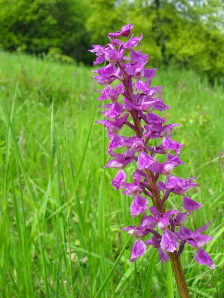 Adı erkek orkide, Orchis mascula, makro. Geniş Orchis cinsinden uzun ömürlü bir bitki. Avrupa 'da nesli tükenmekte olan bir tür olarak korunmaktadır..