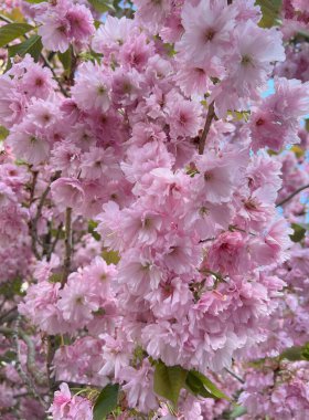 Süslü sakuranın pembe çiçekleri, yakın plan. Dekoratif Japon kiraz ağacının çiçek açtığı yer. Arkaplan, duvar kağıdı.