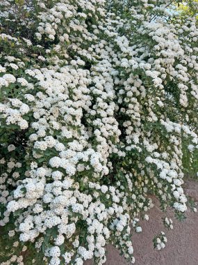 Spring Spiraea sineması. Çiçekli Spiraea çalısı, şifalı bitki ve polen alerjeni.