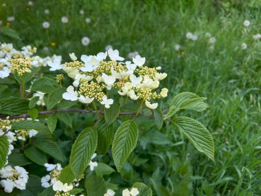 Çiçek açan ortanca minyon çiçekleri. Bahar çiçekleri ve aromatik ortanca ağacının yeşil tomurcukları..