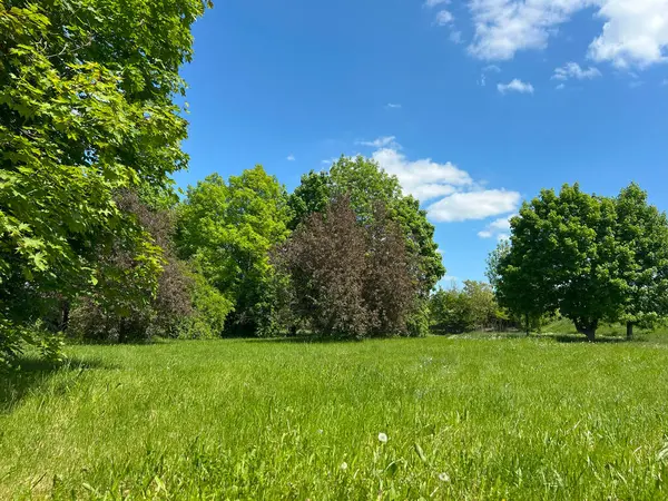 City beautiful park with meadow and trees. Healthy spring and summer greenery with deciduous trees and with big green grass in summer. Background.