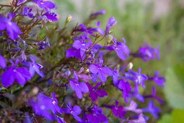 Süslü çiçek Lobelia mavi-mor. Çiçekler ayrıca lobelia küçük olarak da adlandırılır, düşük yıllık bir bitkidir. Geçmişi. Lobelia erinus.
