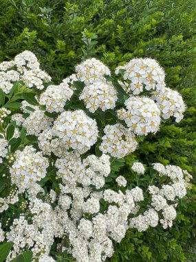 Bahar çiçeklerinin ayrıntıları Spiraea cinerea. Çiçekli çalılık, sarmaşık, şifalı bitki ve polen alerjeni.