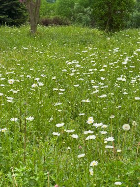 Common natural daisy meadow. Healthy natural environment. Daisies.
