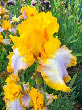 Bahçedeki renkli irisler, çiçek açan bir çiçeğin egemenliğinde. Damlalı büyük sarı iris çiçeği ve çiçek tarlasında tomurcukları olan renkli iris bitkisi..