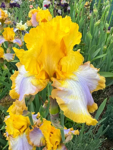 Bahçedeki renkli irisler, çiçek açan bir çiçeğin egemenliğinde. Damlalı büyük sarı iris çiçeği ve çiçek tarlasında tomurcukları olan renkli iris bitkisi..