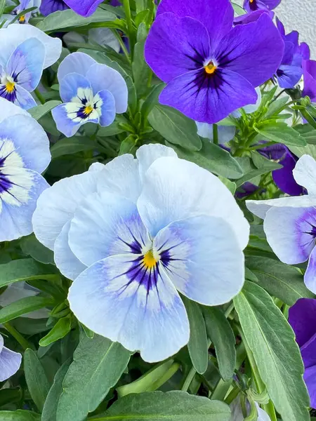 Mavi ve beyaz çiçekler yaz bahçesini süslüyor.