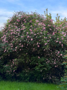 Çalı leylağı, bahar açan pembe leylak panikleri. Meyers leylağı (