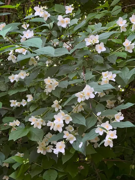 Beyaz aromatik yasemin çiçekli yeşil yapraklar. Yasemin sahte, yaprak döken bir çalıdır. Ortanca familyasından Haziran çiçekleriyle süslenmiş, Avrupa 'ya özgü. Arkaplan.