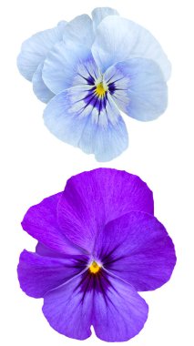 beyaz izole Hercai Menekşe