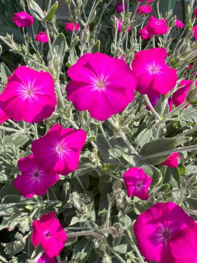 Pembe horoz tarağı çiçeği, kase şeklinde çiçek. Parlak Lychnis koronaria çiçekli küme, daimi. Çiçek arka planı.